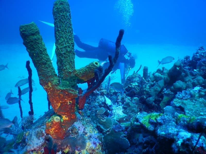 Nautica Plongée Caraibes