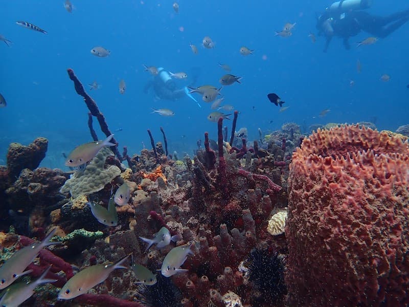 Serenity Dive Inc